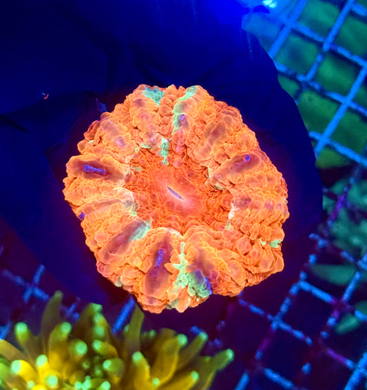 (WYSIWYG) Rainbow Acanthophyllia B1