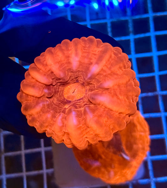 (WYSIWYG) Red Cynarina A