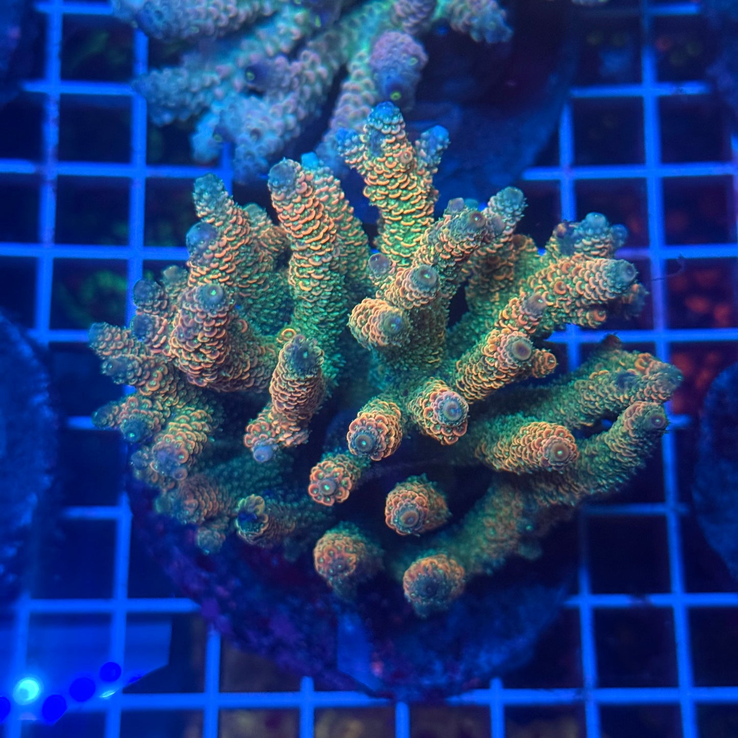 (WYSIWYG) Acropora Colony T3I5
