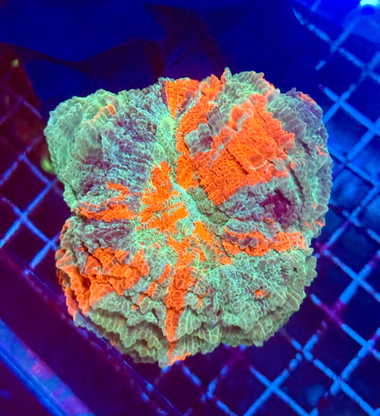(WYSIWYG) Rainbow Acanthophyllia A1