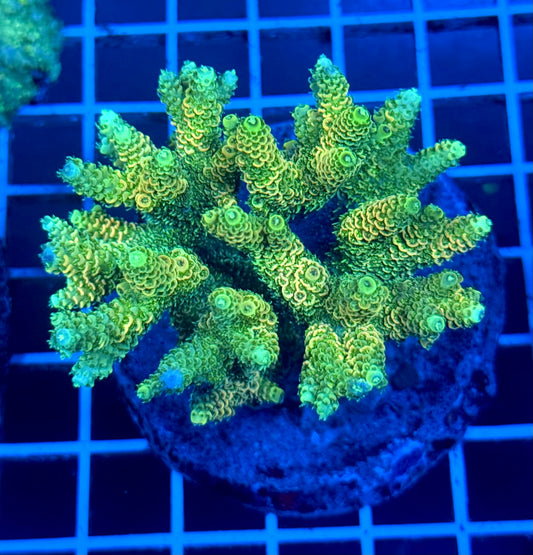 (WYSIWYG) Acropora Colony T2A5