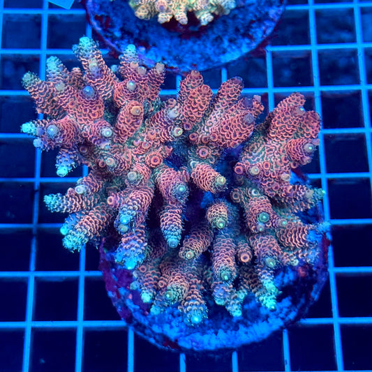 (WYSIWYG) Acropora Colony T1B4