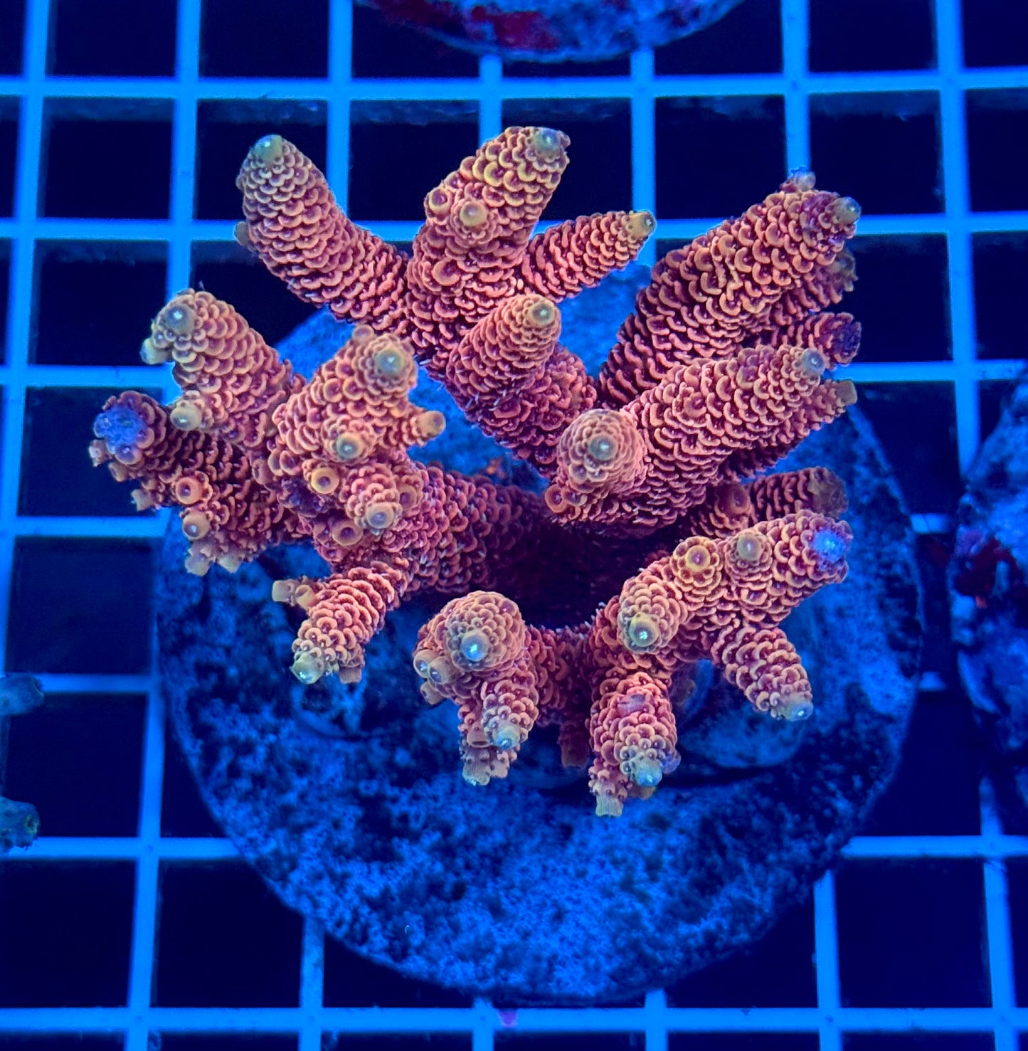 (WYSIWYG) Acropora Colony T2B5