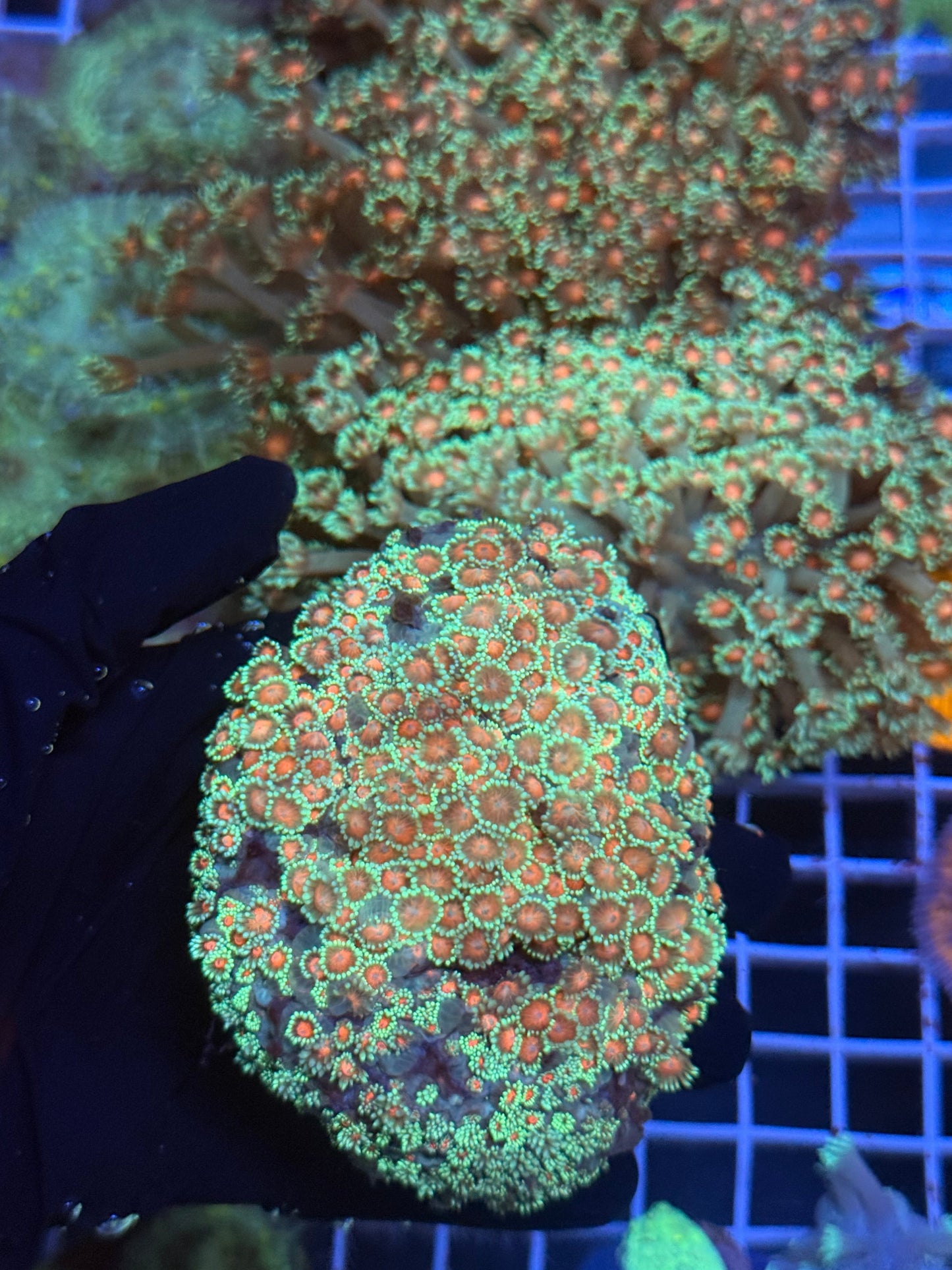(WYSIWYG) Sakura Goni Colony XXXL (20+ Frags)