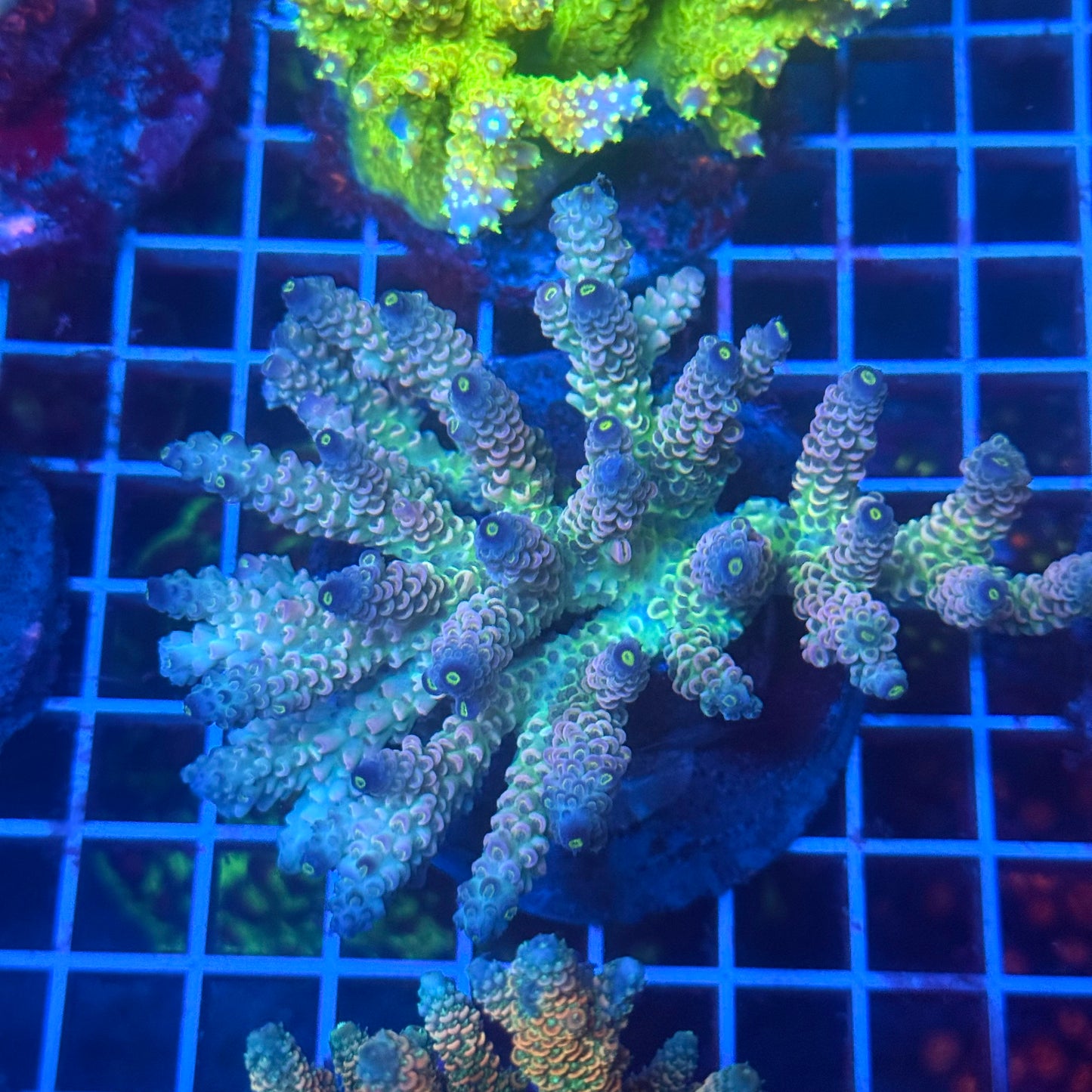 (WYSIWYG) Acropora Colony T3H5