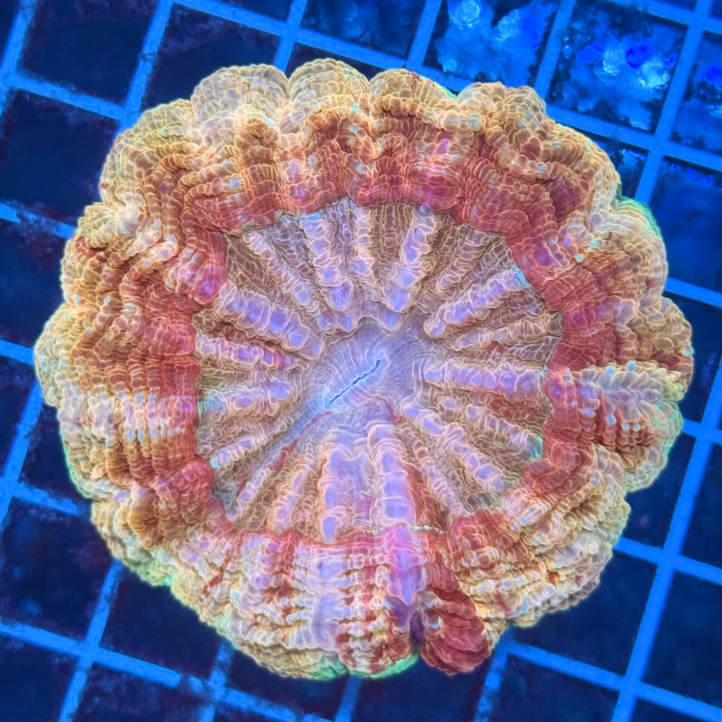 (WYSIWYG) Sunrise Acantho