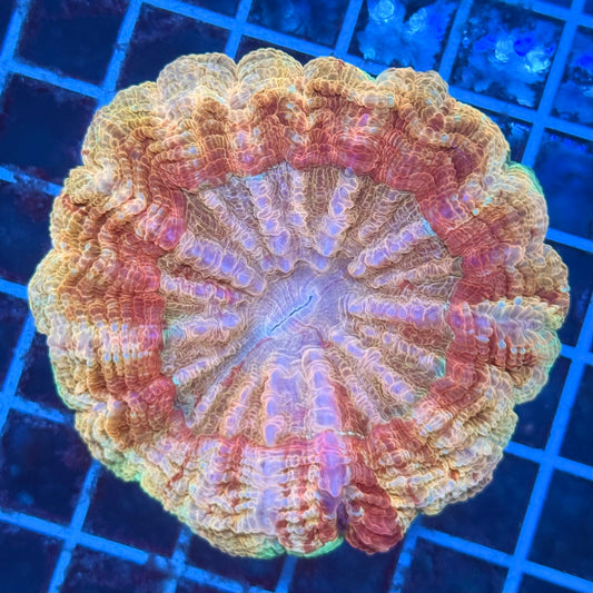 (WYSIWYG) Sunrise Acantho