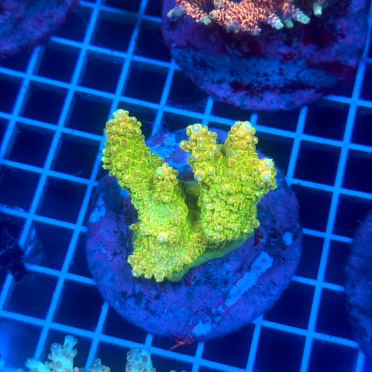 (WYSIWYG) Acropora Colony D7