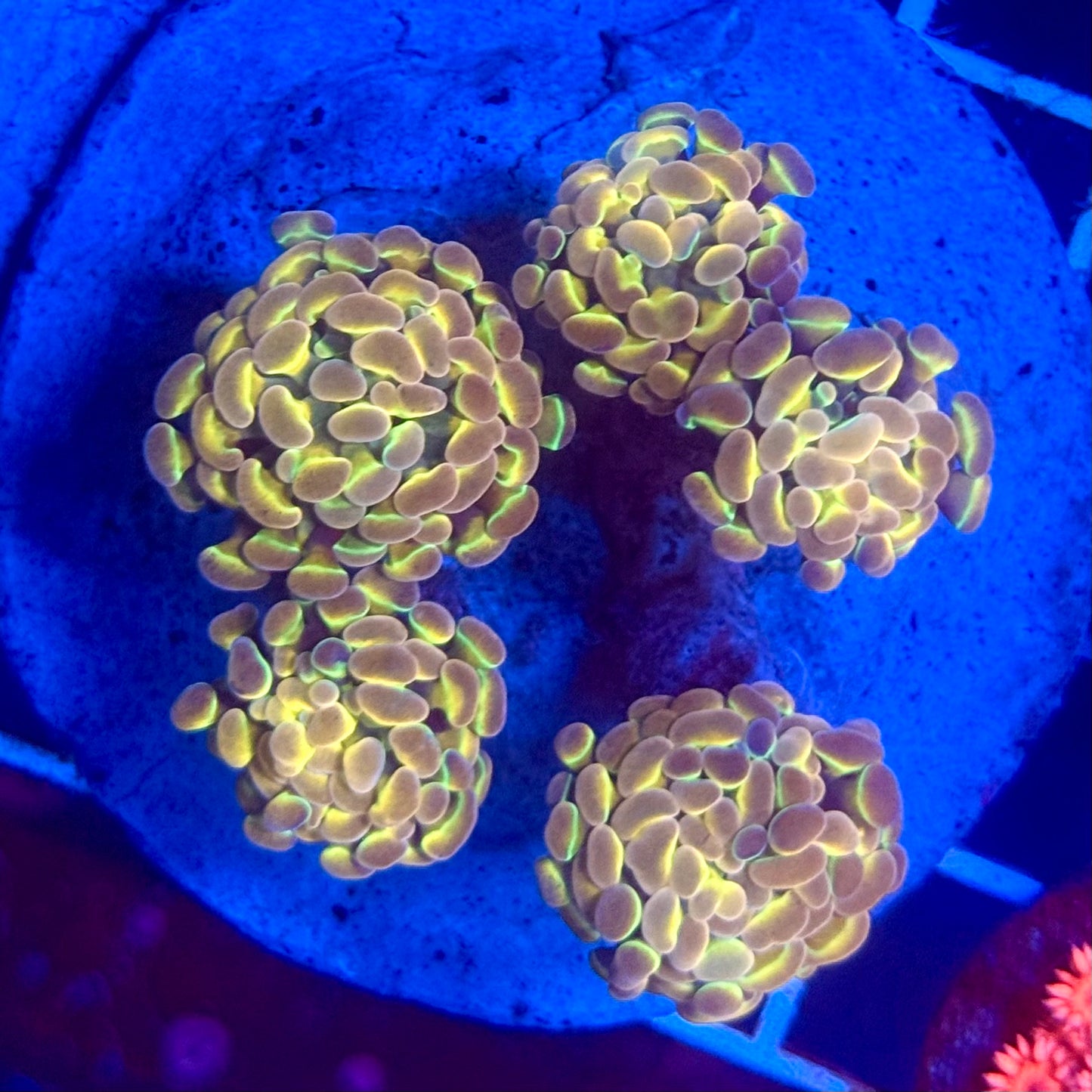 (WYSIWYG) Hologram Branch Hammer Colony A8