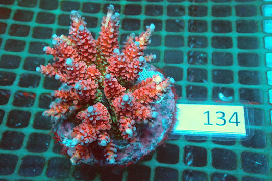 7 (WYSIWYG) Acropora