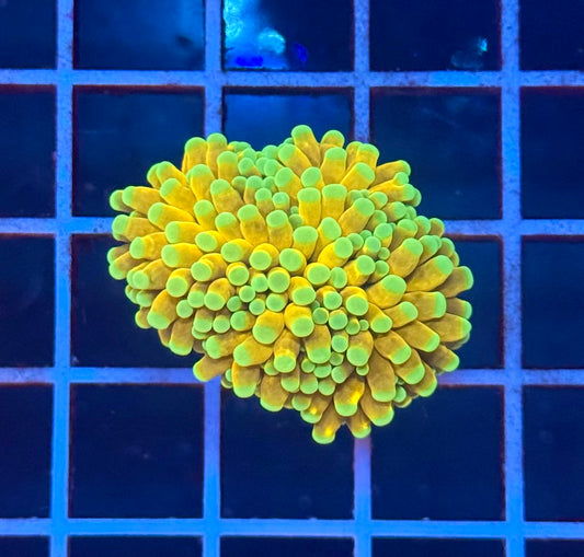 (WYSIWYG) Banana Torch A1