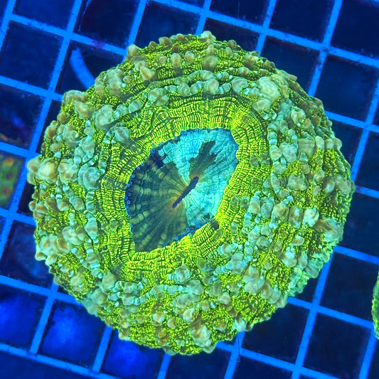 (WYSIWYG) Ender Portal Acantho