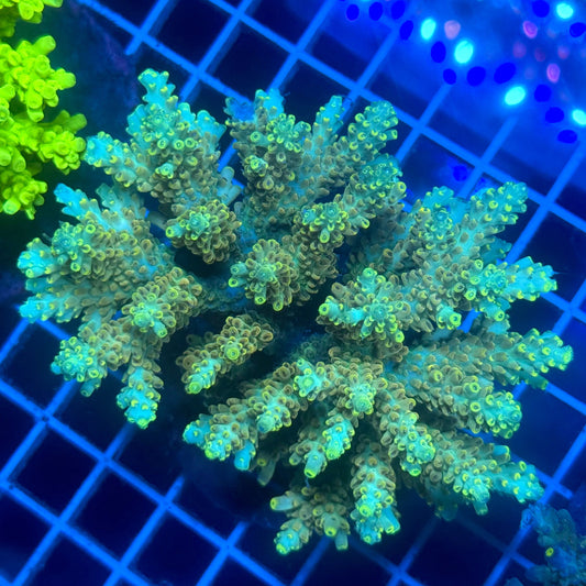(WYSIWYG) Acropora Colony F4