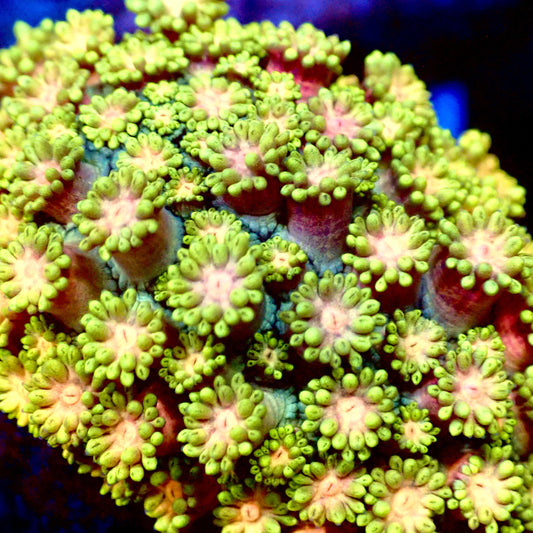 Ultra Rainbow Goni 0.75”-1" Frag A5
