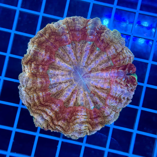 (WYSIWYG) Sunrise Acantho