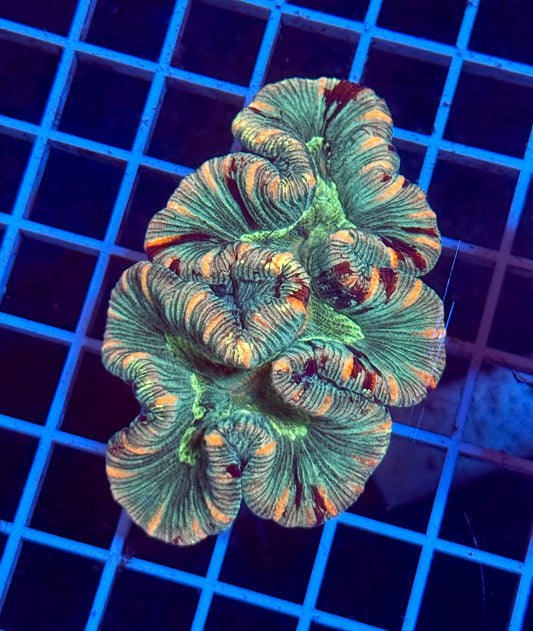 (WYSIWYG) Ultra Rainbow Trachy A1