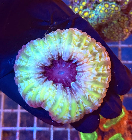 (WYSIWYG) Monster Tooth Cynarina A2