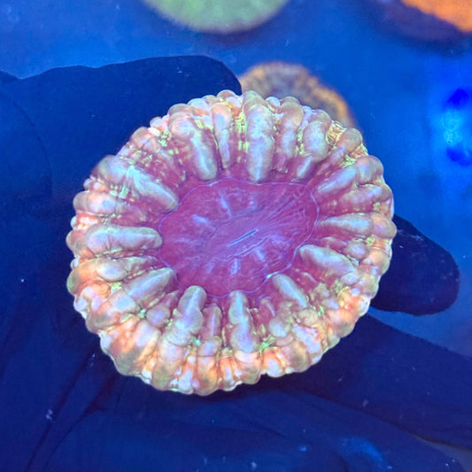 (WYSIWYG) Monster Tooth Cynarina