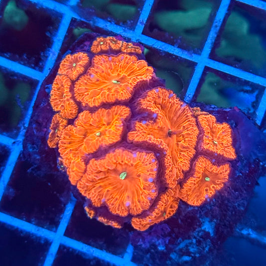 (WYSIWYG) Bloody Red Blasto Colony