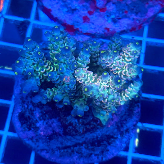 (WYSIWYG) Acropora Colony B4
