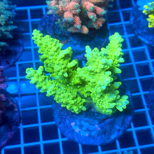 (WYSIWYG) Acropora Colony B12