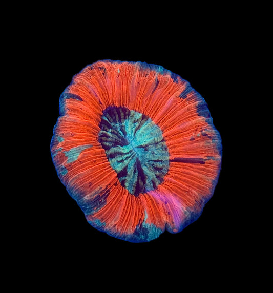 (WYSIWYG) Ultra Warpaint Scolymia A1
