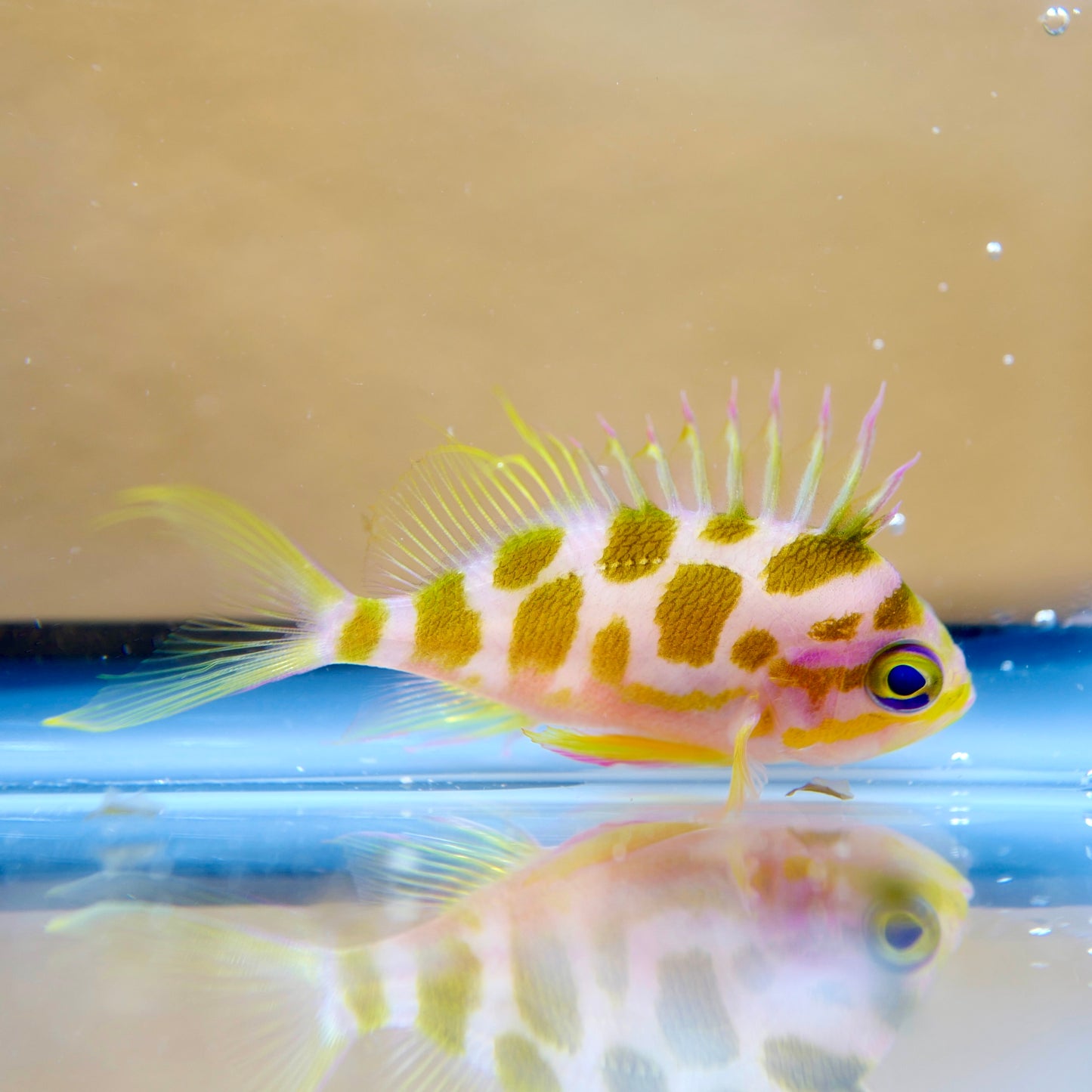 Borbonius Anthias