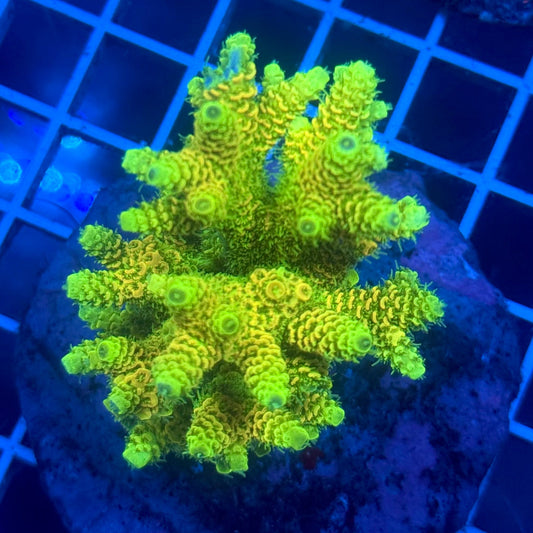 (WYSIWYG) Acropora Colony F7