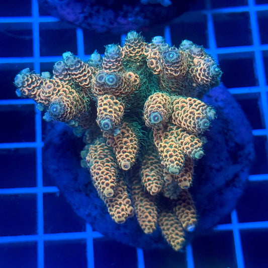 (WYSIWYG) Acropora Colony D11