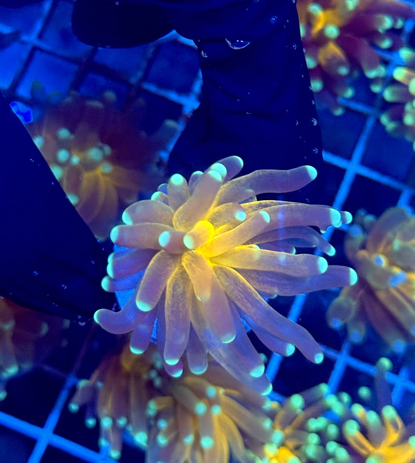 (WYSIWYG) Tiger-Type Torch B3