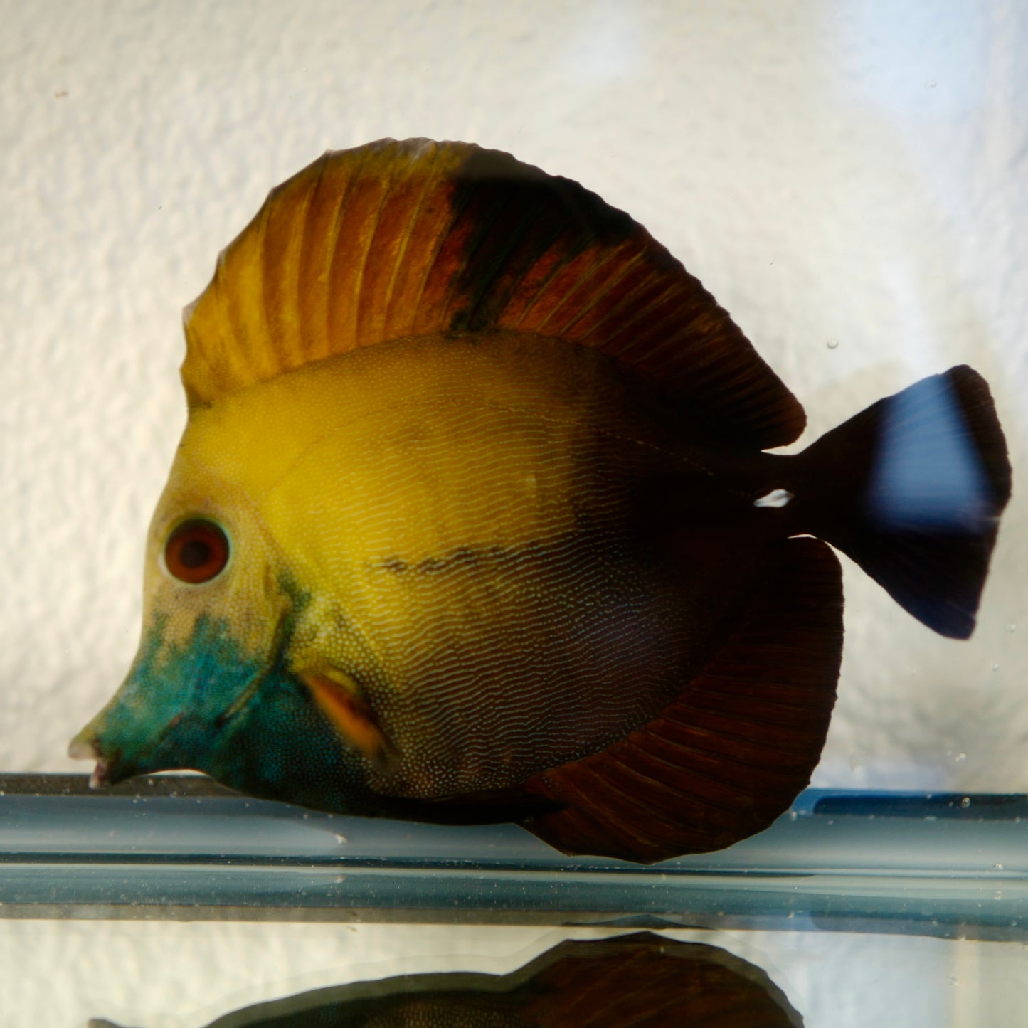 (WYSIWYG) Blueface Koi Tang A