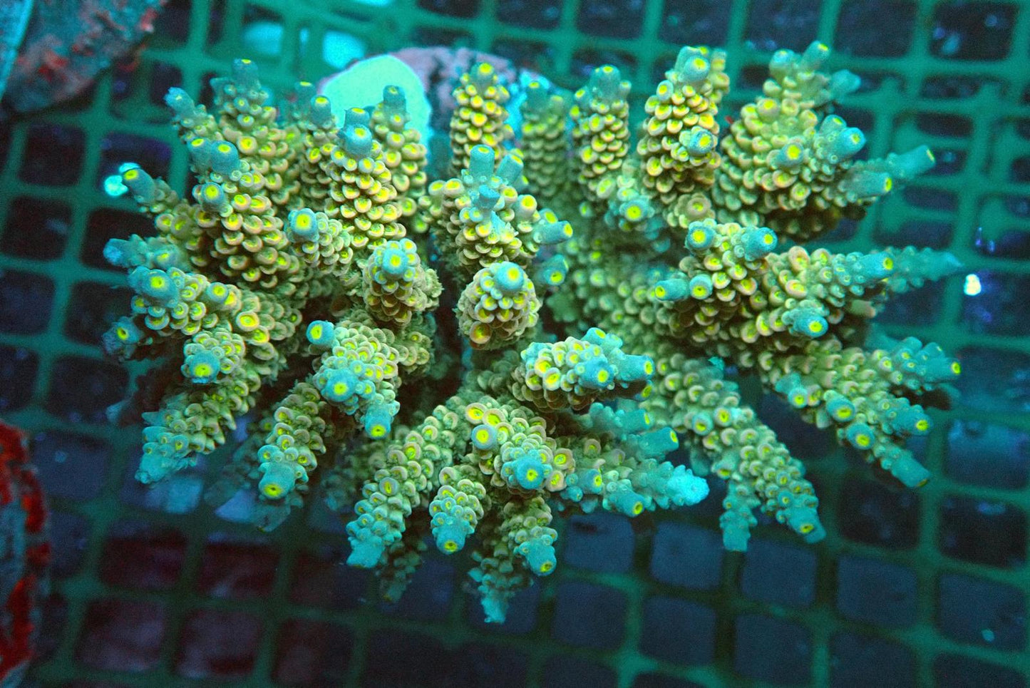 8 (WYSIWYG) Acropora