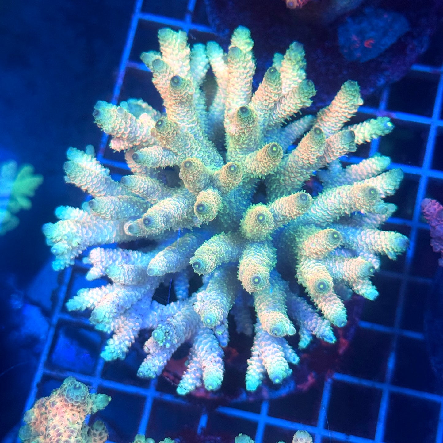 (WYSIWYG) Acropora Colony T3J1