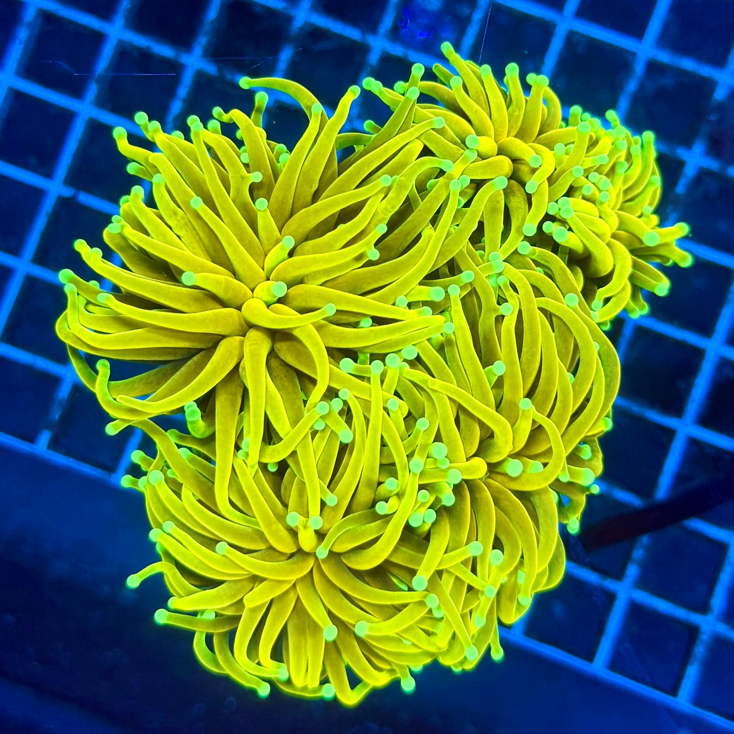 (WYSIWYG) "Banana" Hellfire Torch Colony (3+ Heads)