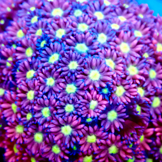 Ultra Rainbow Goni 0.75”-1" Frag A3