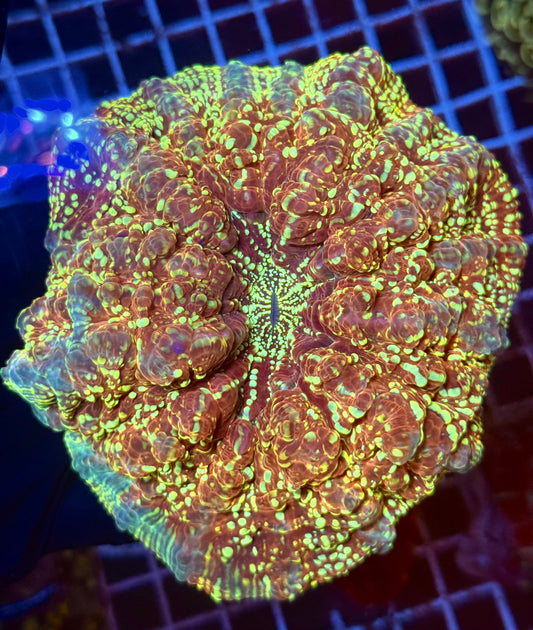 (WYSIWYG) Yellow Polka Dot Acantho