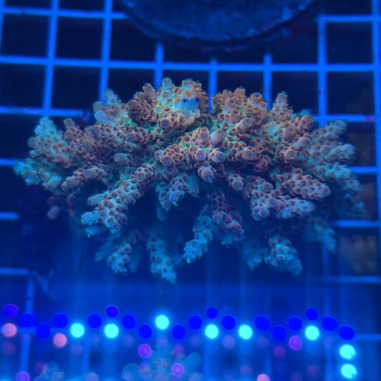 (WYSIWYG) Acropora Colony T3J4