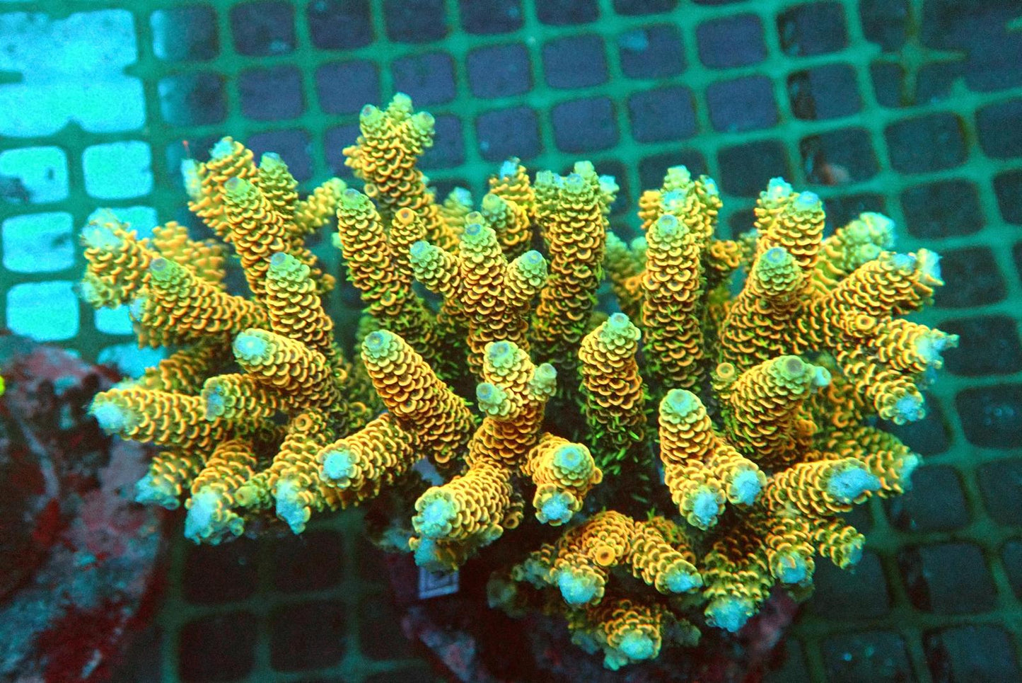 9 (WYSIWYG) Acropora