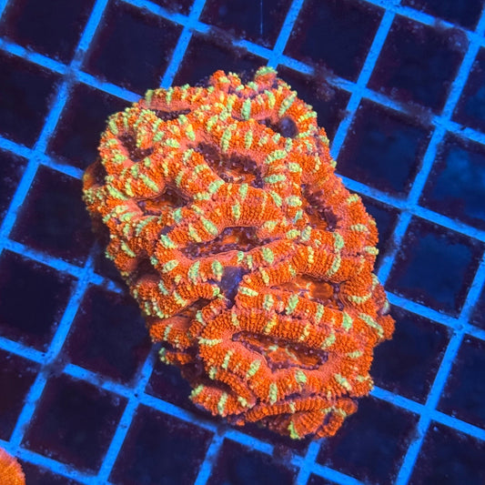 (WYSIWYG) Rainbow Acan Colony