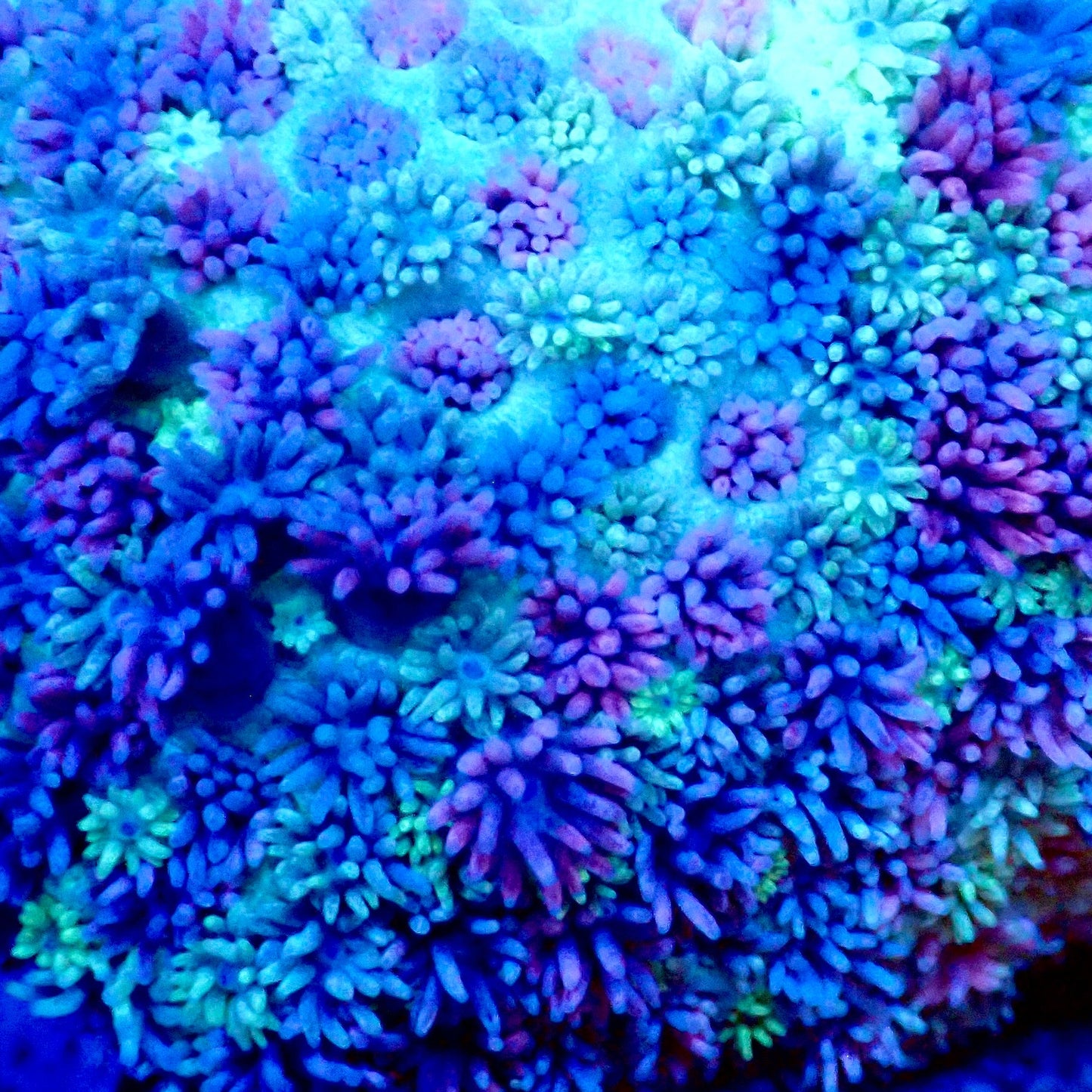 Ultra Rainbow Goni 0.75”-1" Frag A10
