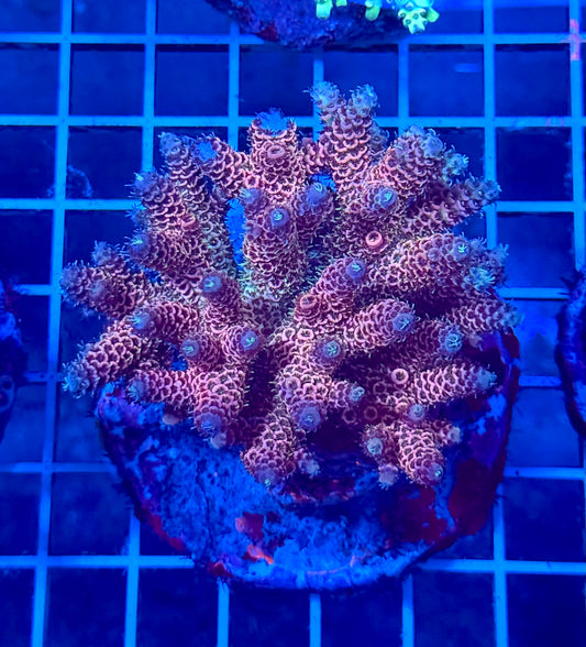 (WYSIWYG) Acropora Colony T2D7