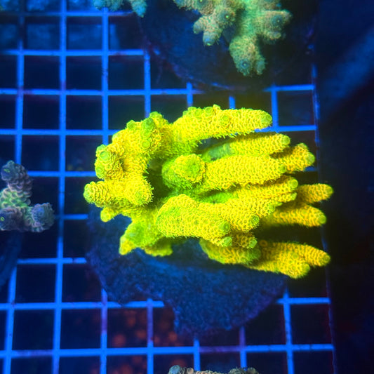 (WYSIWYG) Acropora Colony T3H6