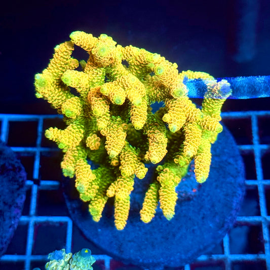 (WYSIWYG) Acropora Colony T2A3