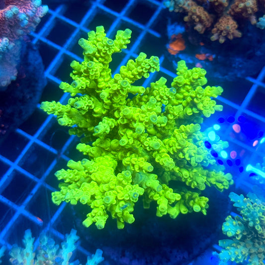 (WYSIWYG) Acropora Colony F3