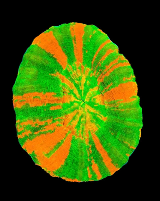 (WYSIWYG) Ultra Bleeding Apple Scolymia