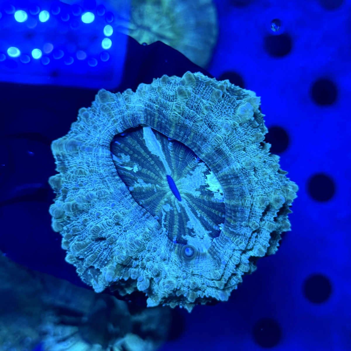 Jackpot Acantho A3