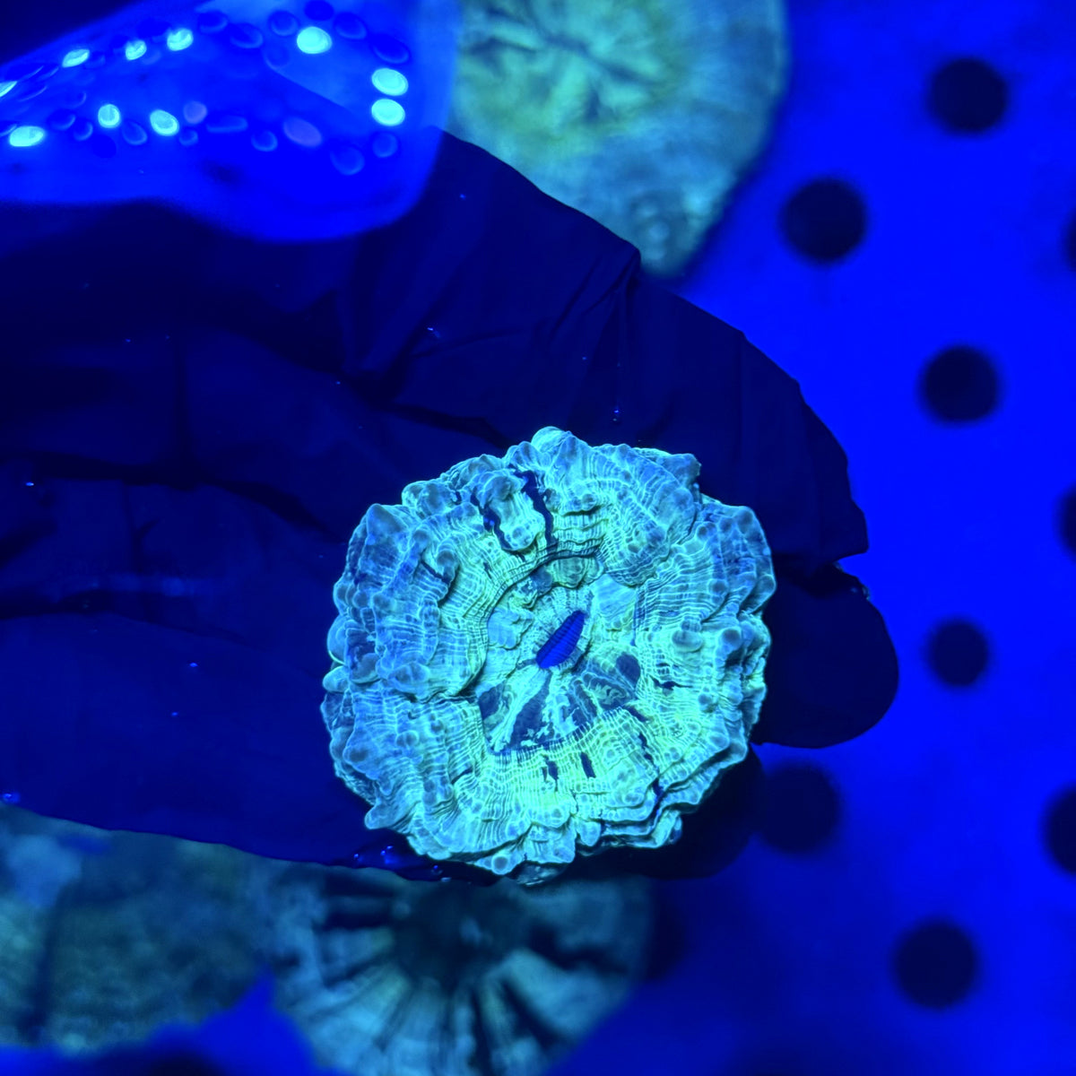 Radioactive Acantho A4