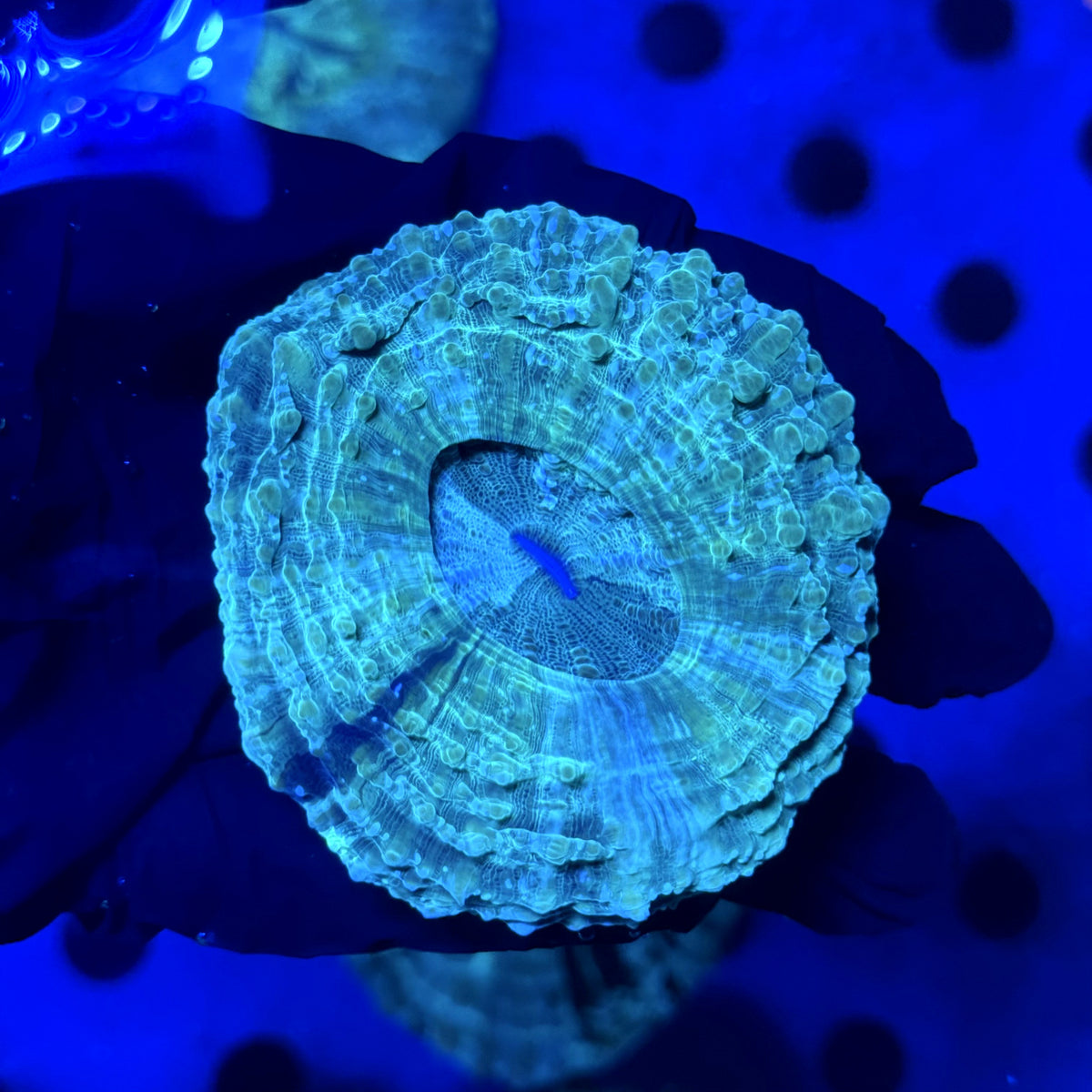 Jackpot Acantho B2