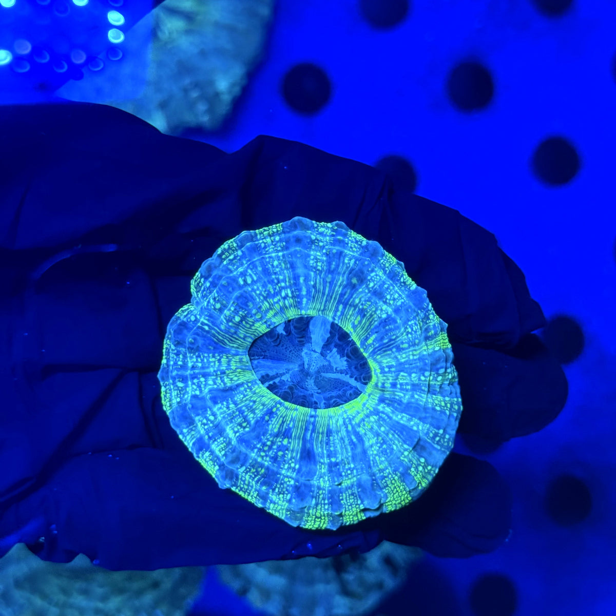 Glitter Acantho C1