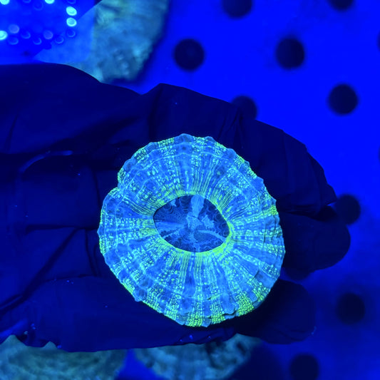 Glitter Acantho C1